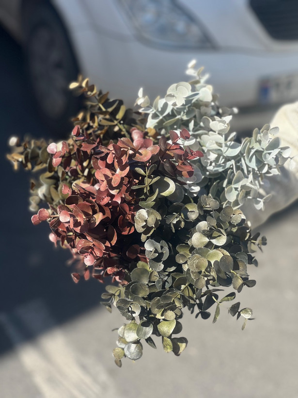 اکالیپتوس مدل خیس
