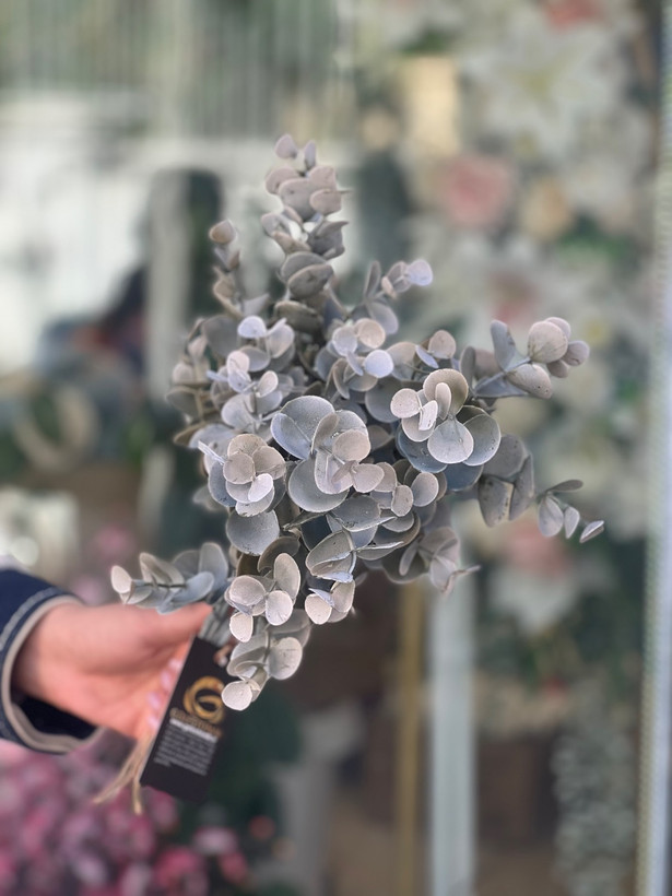 اکالیپتوس مدل خیس