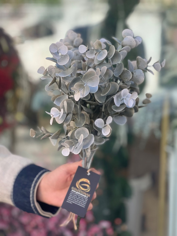 اکالیپتوس مدل خیس
