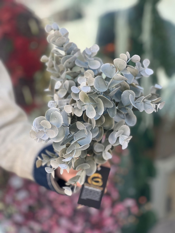 اکالیپتوس مدل خیس