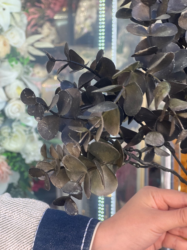 اکالیپتوس مدل خیس