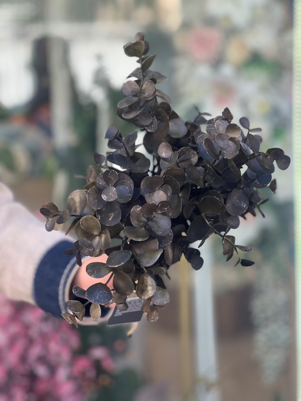اکالیپتوس مدل خیس