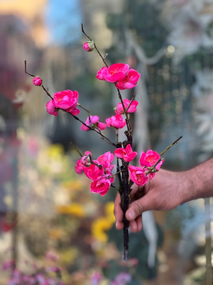 شکوفه ژاپنی رومیزی وارداتی پینترسی رنگ سرخ ابی
