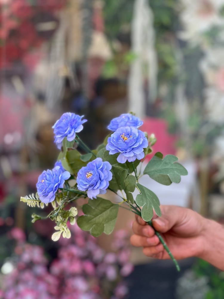 بوته میخک۷گل وارداتی رنگ آبی