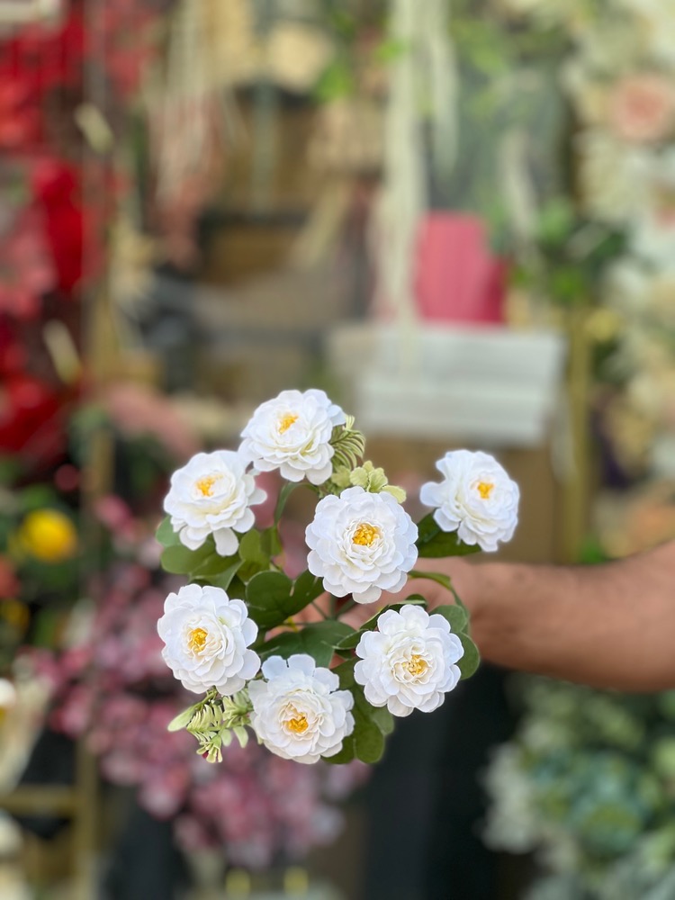 بوته میخک۷گل وارداتی رنگ سفید