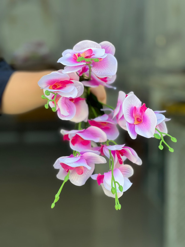 بوته ارکیده وارداتی۵بازو بنفش