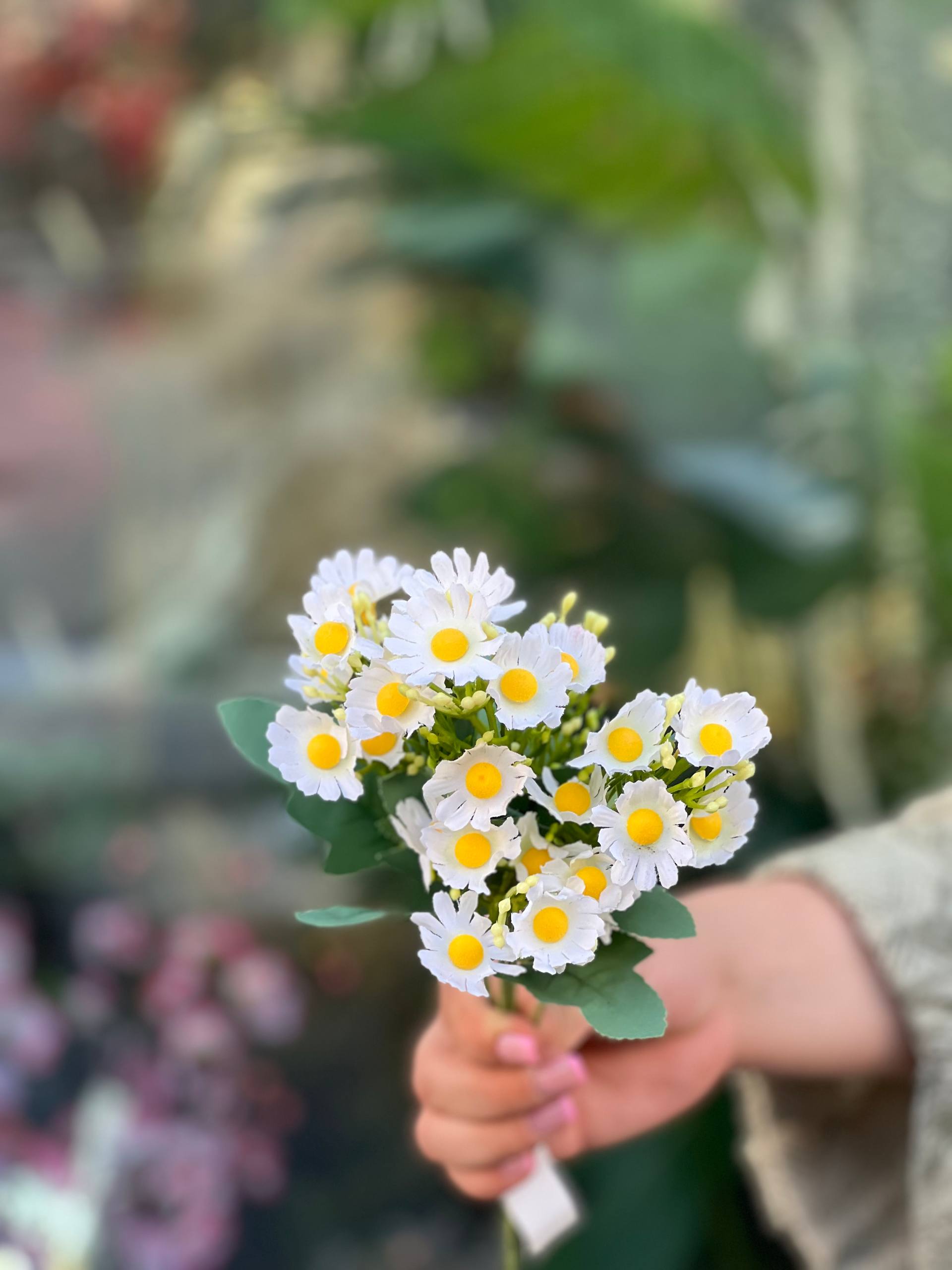 بوته بابونه برگدار وارداتی سفید
