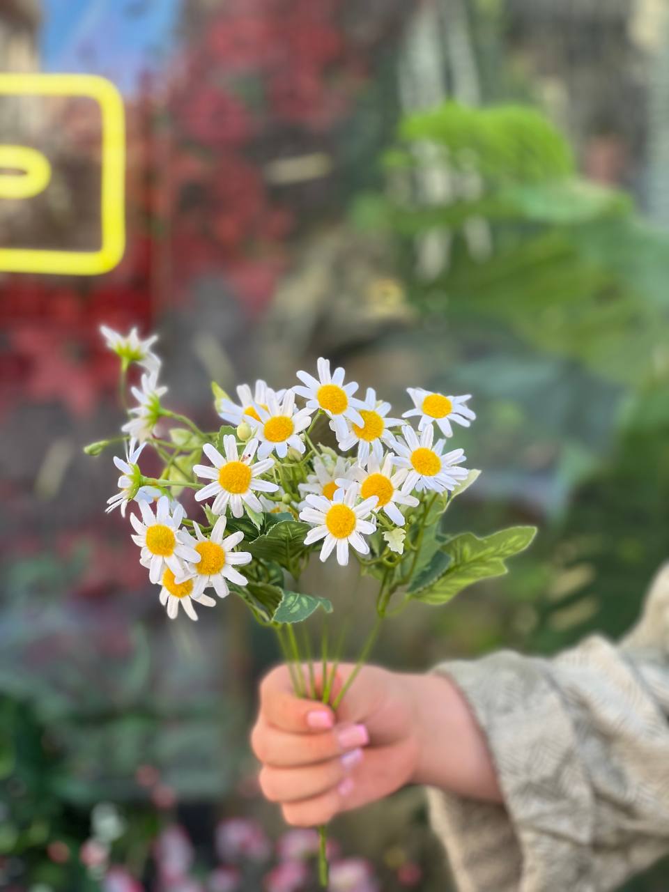 بوته بابونه وارداتی سفید کد۲