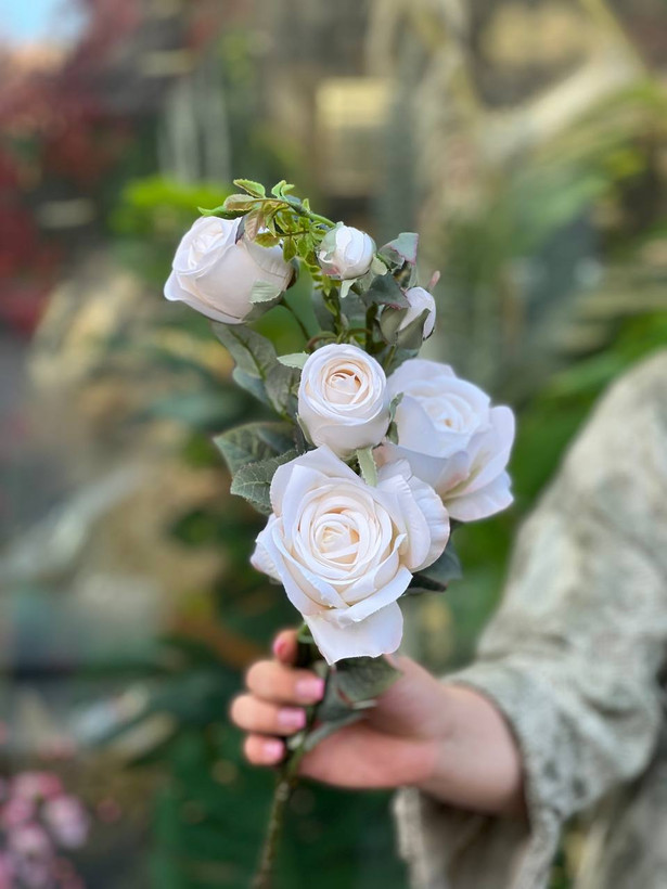 شاخه رز فرانسوی ۶گل وارداتی رنگ نباتی