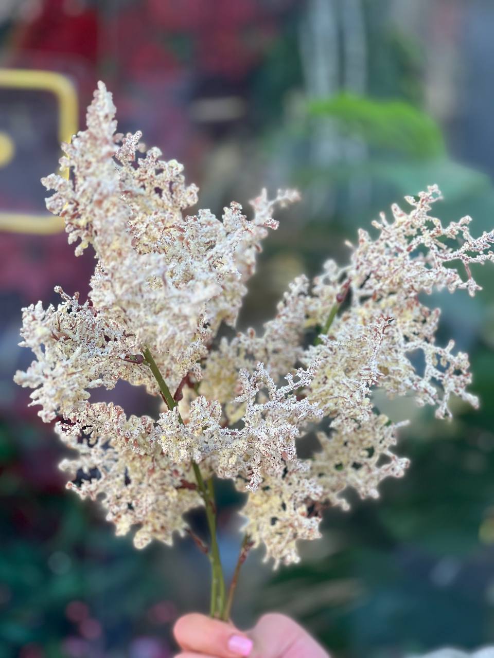 بوته لوندر (گندمی ساقه بلند)