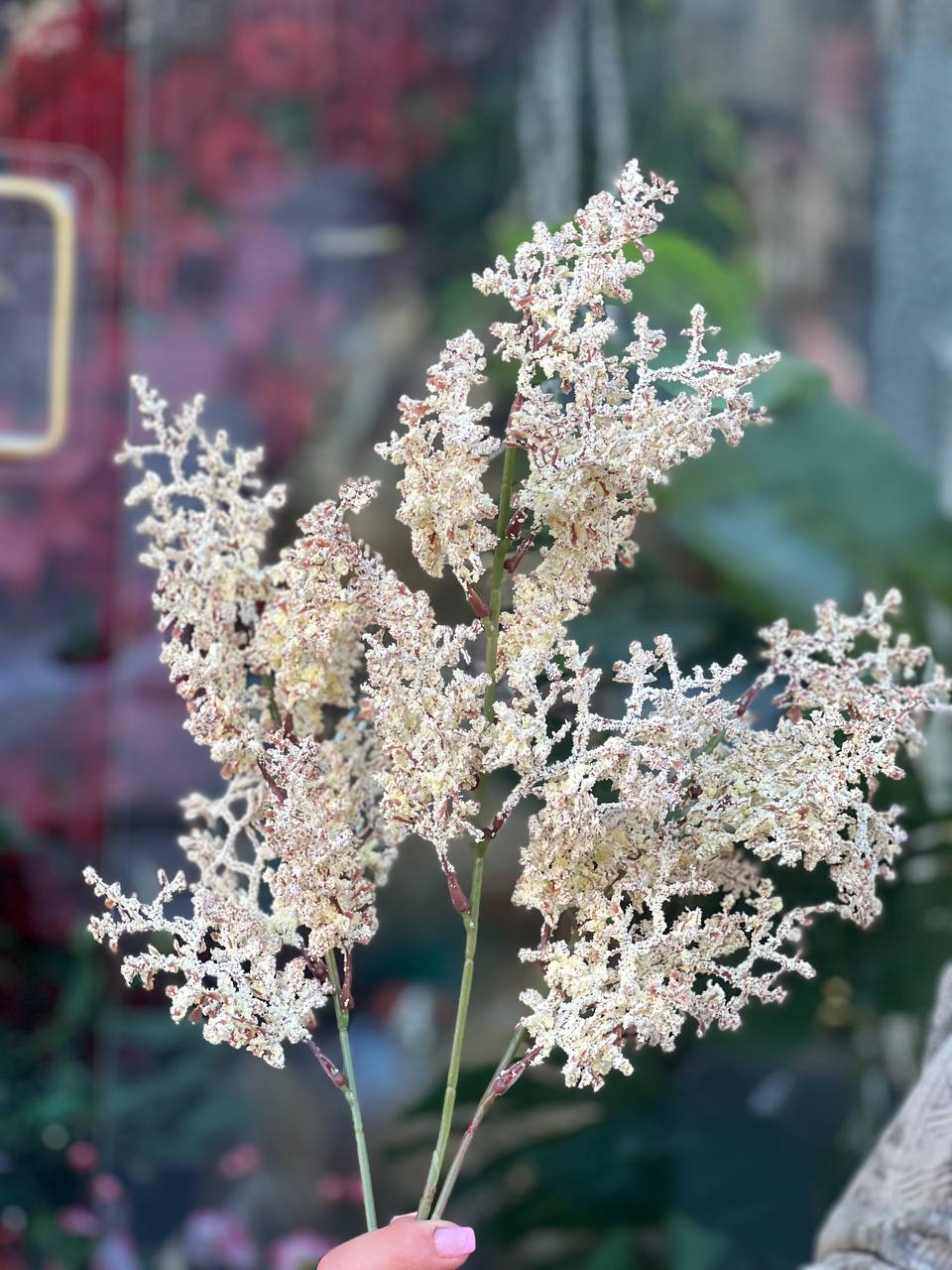 بوته لوندر (گندمی ساقه بلند)