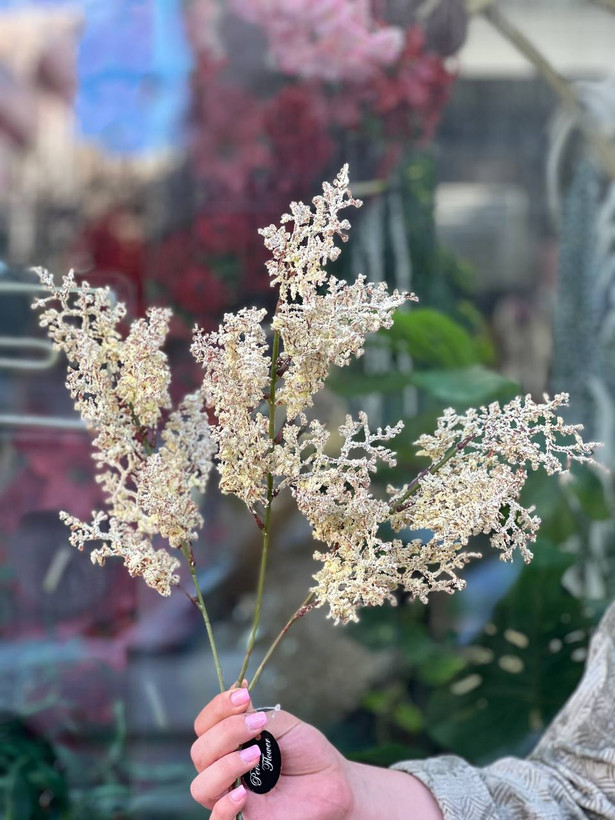 بوته لوندر (گندمی ساقه بلند)