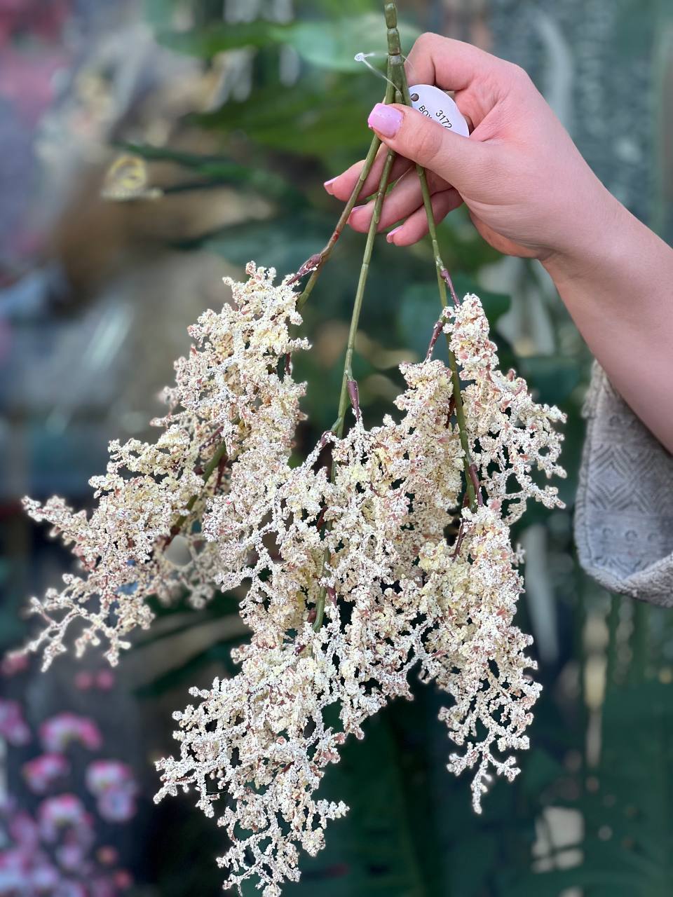 بوته لوندر (گندمی ساقه بلند)