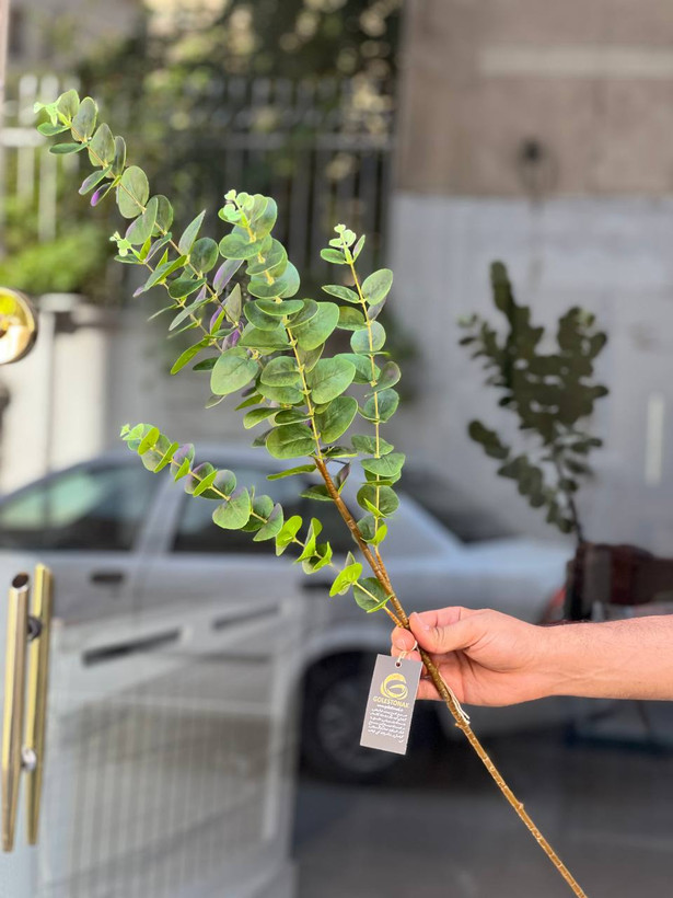 برگ اکالیپتوس مصنوعی رنگ سبز 5بازو