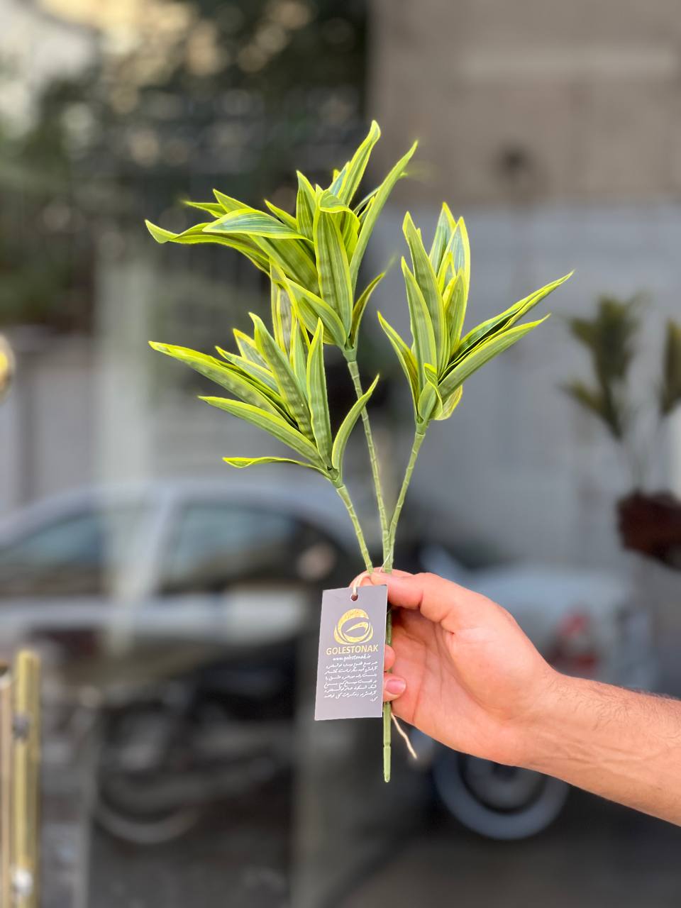 بوته دراسینا(دراسنا) مصنوعی وارداتی با کیفیت درجه۱
