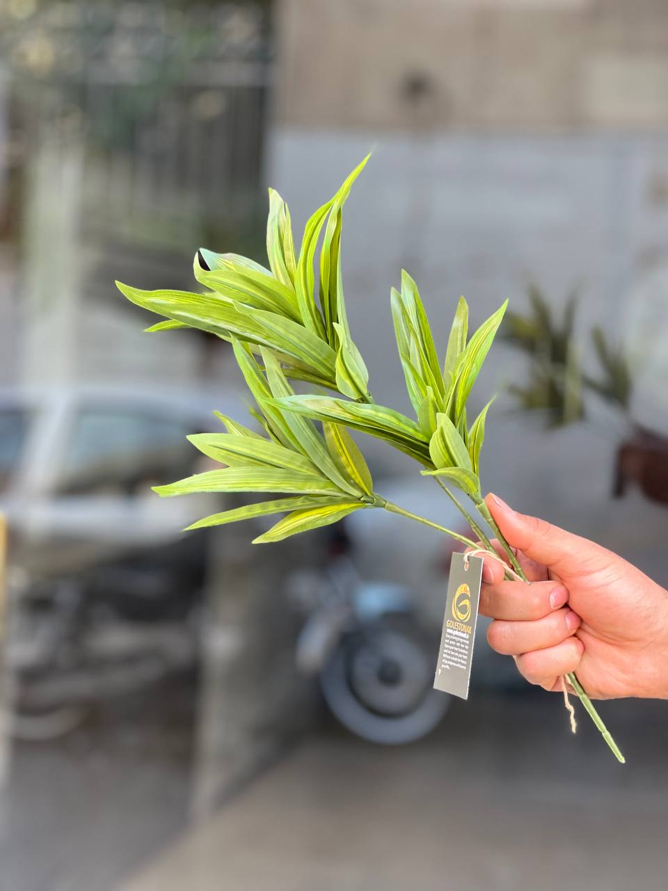 بوته دراسینا(دراسنا) مصنوعی وارداتی با کیفیت درجه۱