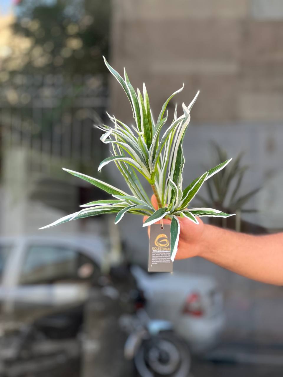 بوته دراسینا(دراسنا) لبه سفیدمصنوعی وارداتی با کیفیت درجه۱