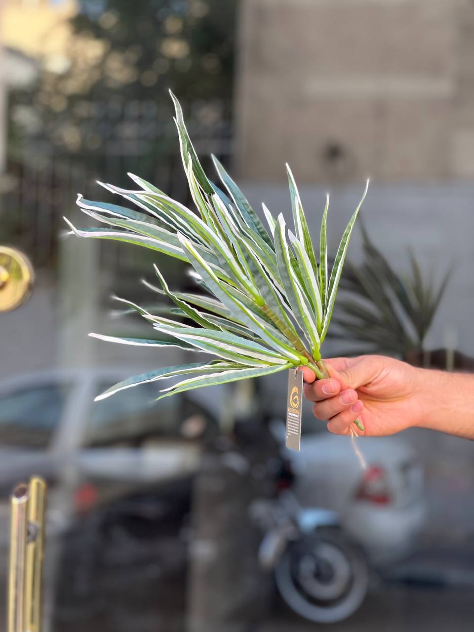 بوته دراسینا(دراسنا) لبه سفیدمصنوعی وارداتی با کیفیت درجه۱