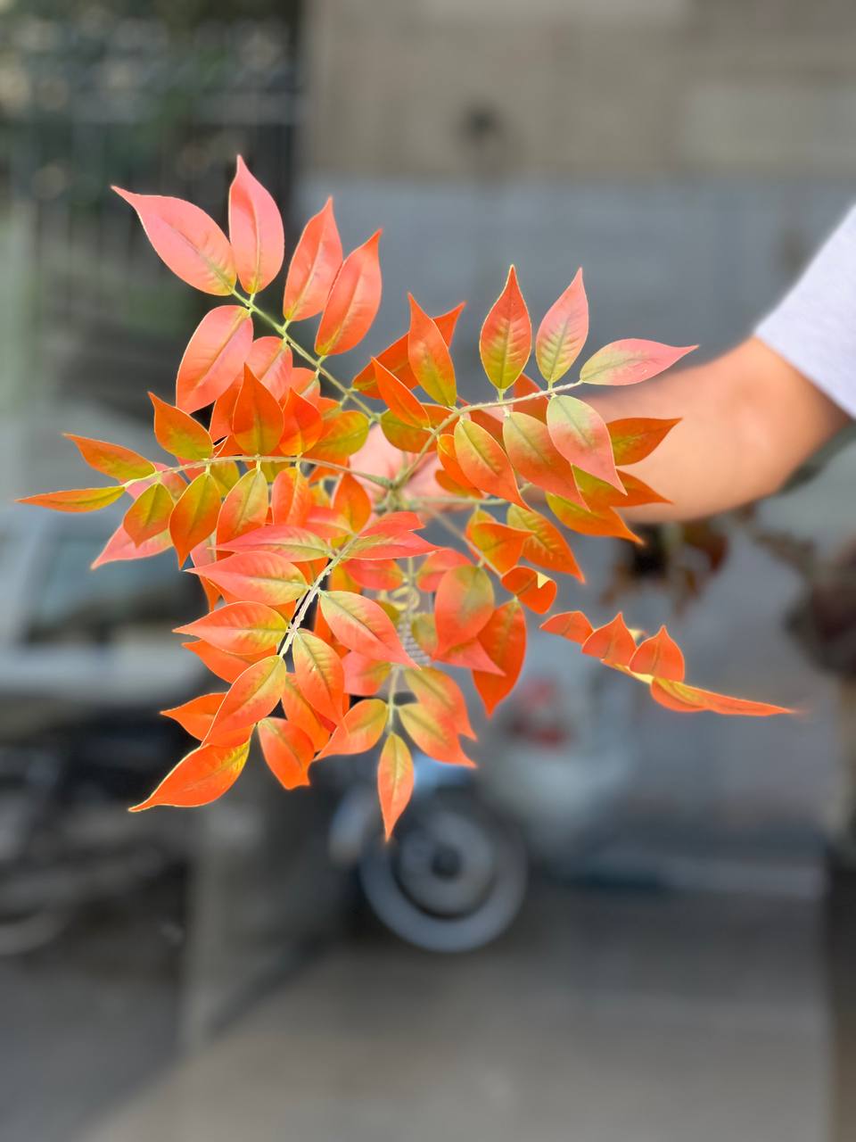 بوته اقاقیا مصنوعی وارداتی ۹بازو ۷۵سانتی