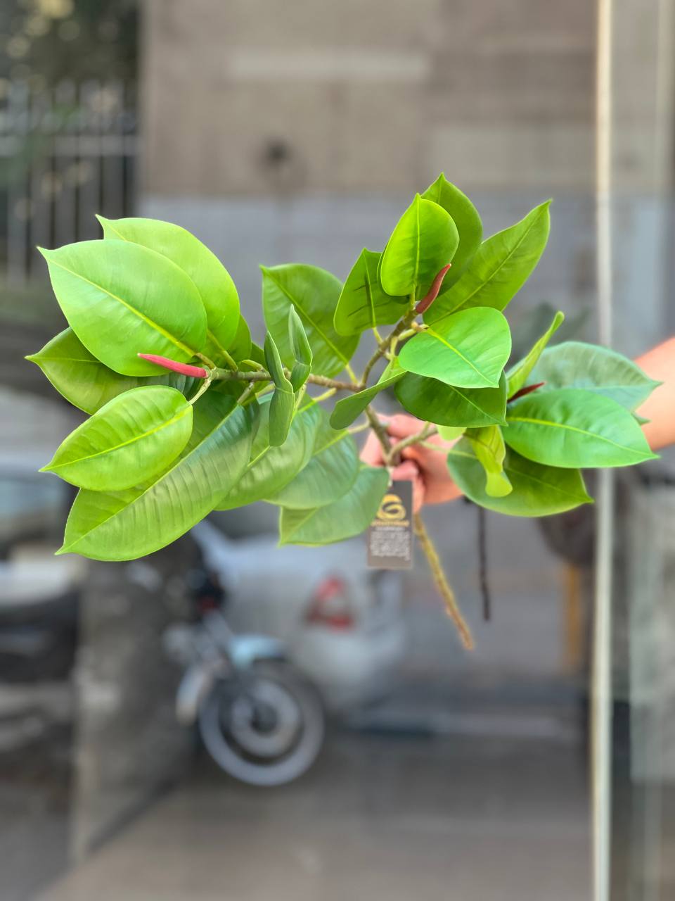 شاخه فیکوس مصنوعی وارداتی ۳بازو یک متری