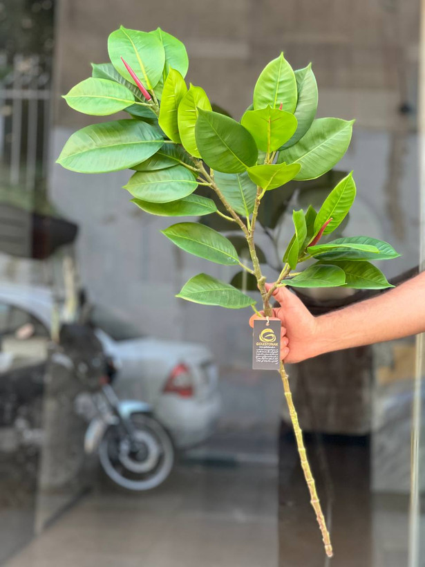 شاخه فیکوس مصنوعی وارداتی ۳بازو یک متری