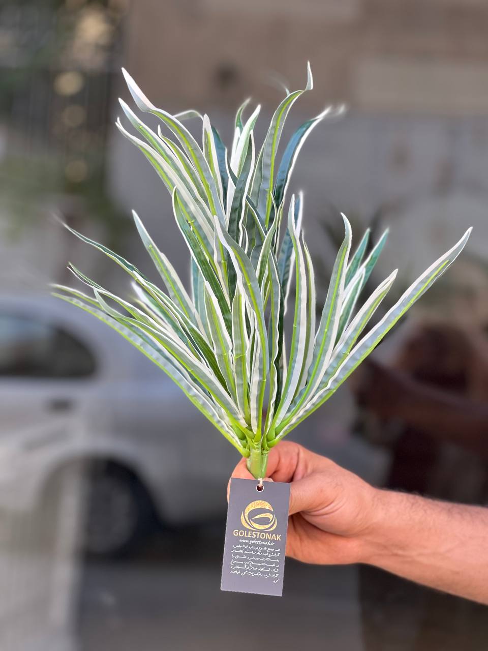 بوته دراسینا(دراسنا) لبه سفیدمصنوعی وارداتی با کیفیت درجه۱