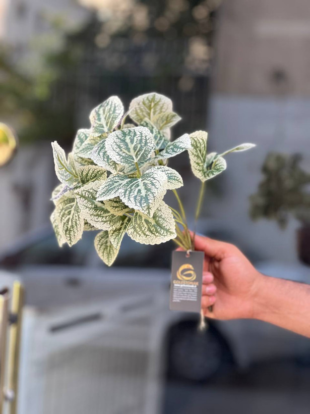 بوته حسن یوسف وارداتی سبز روشن کیفیت درجه۱