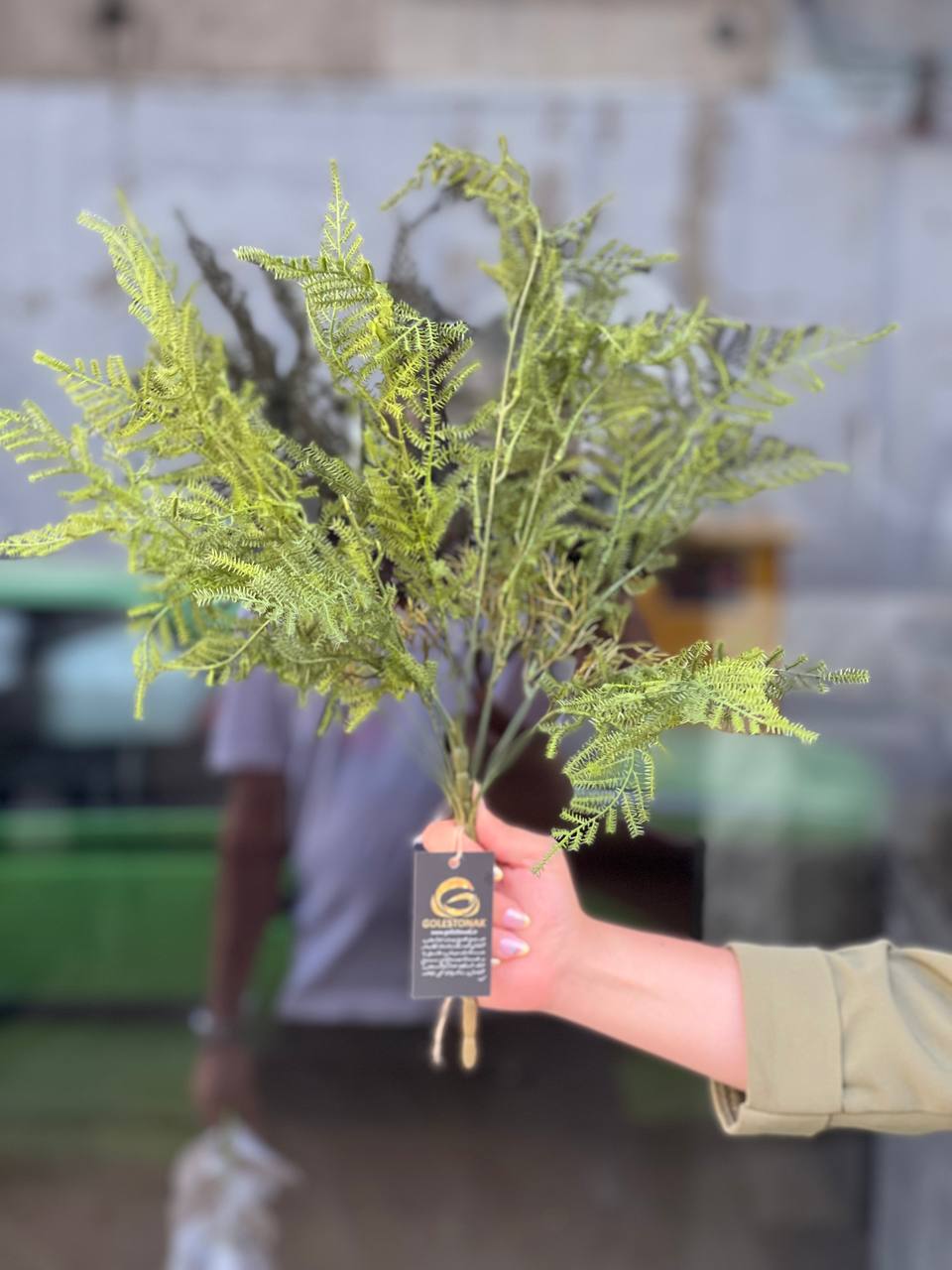 بوته سرخس(شویدی) وارداتی ۱۰بازو سبز پررنگ