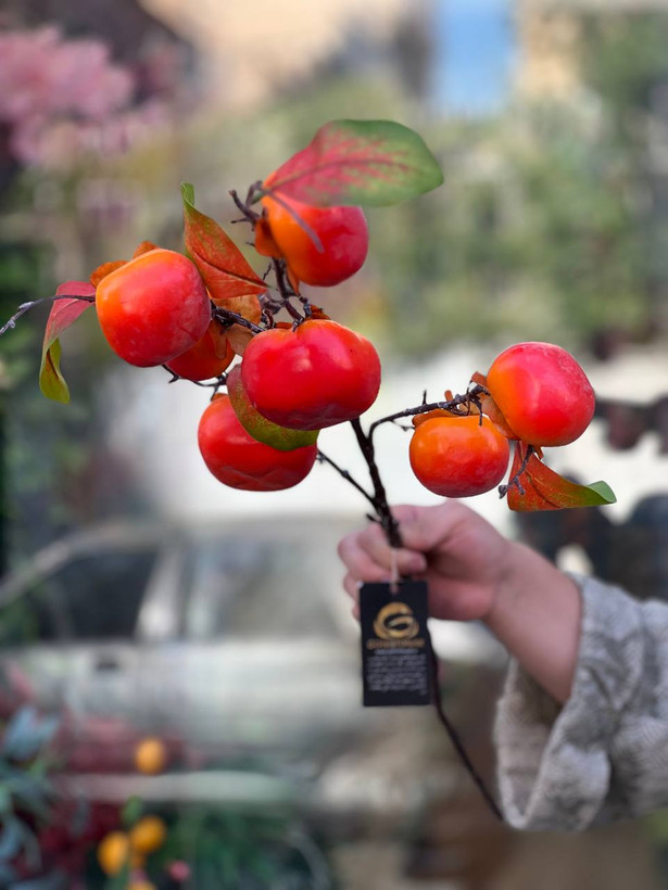 شاخه خرمالو وارداتی برگ دار۷میوه ارتفاع ۱متر