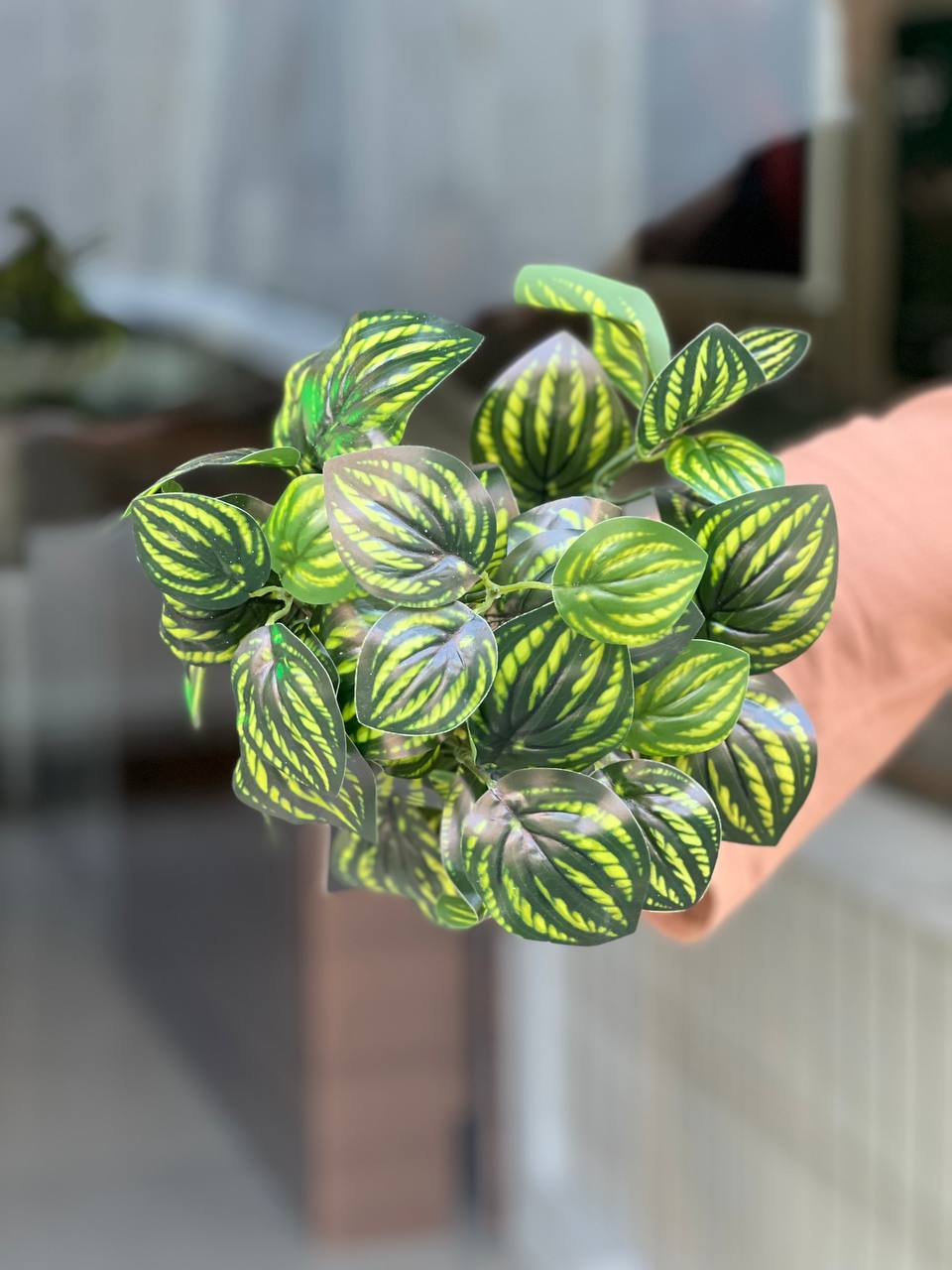 بوته باکسی گل لمسی وارداتی هندونه ای