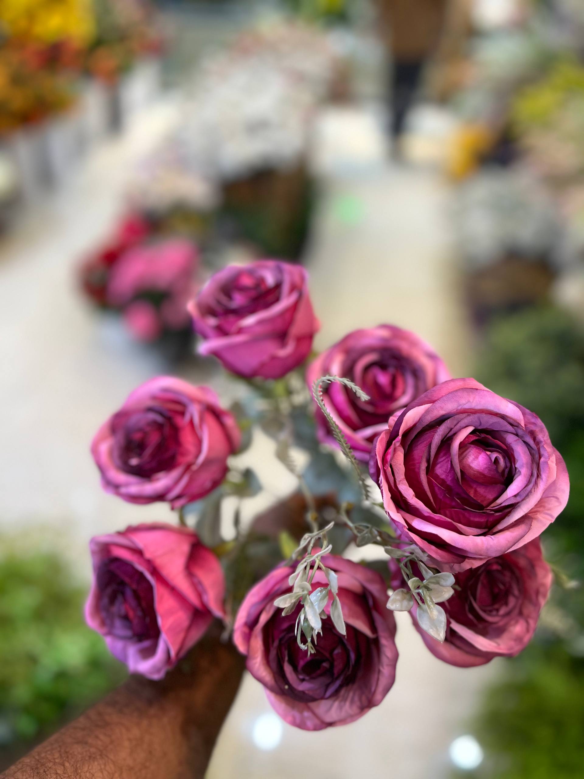 بوته رز وارداتی۷گل رنگ بنفش