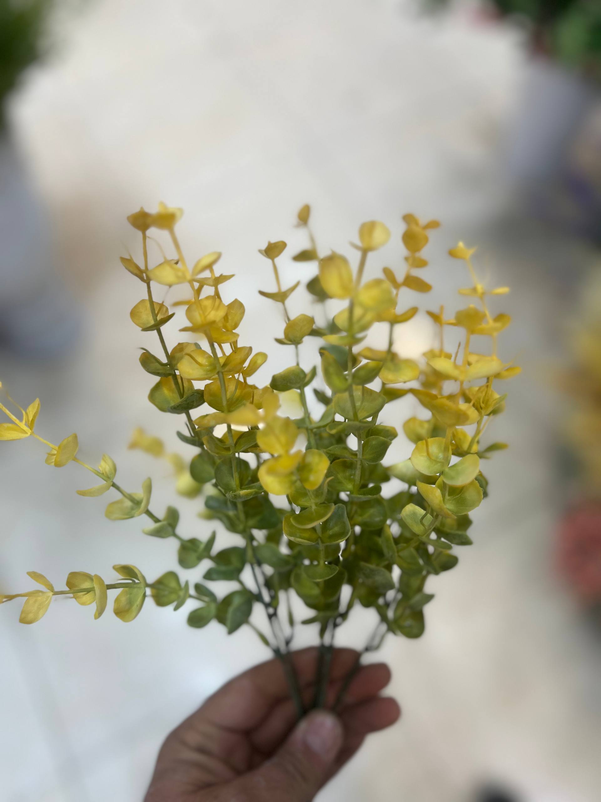 بوته اکالیپتوس مصنوعی وارداتی دورنگ سبز و زرد