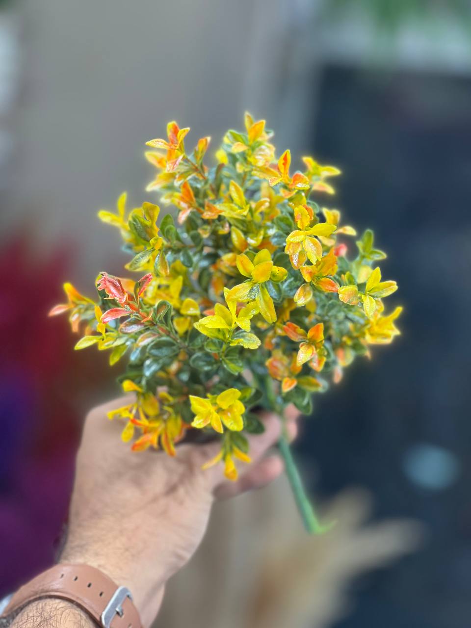 بوته اناری لبه دورنگ (تم پاییزی)